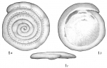 Spirillina guttata
