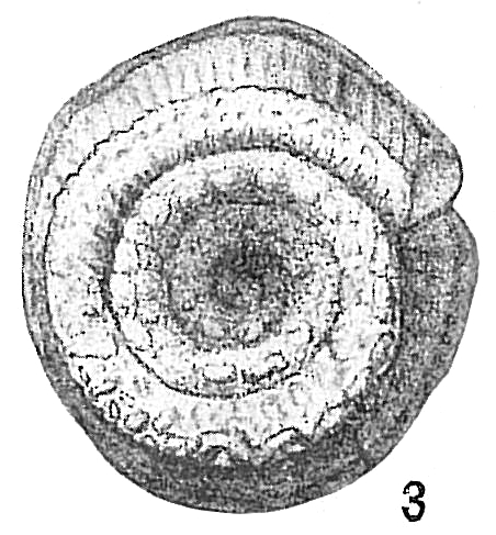 Spirillina inaequalis Spirillina inaequalis