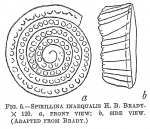 Spirillina inaequalis