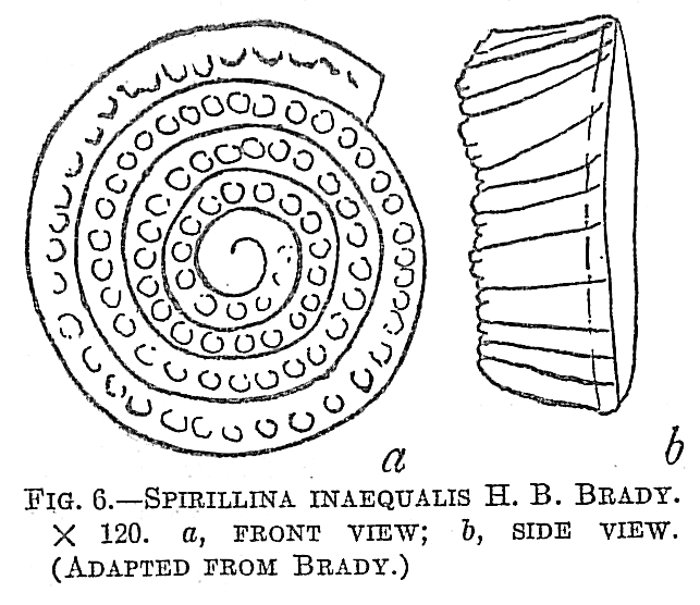 Spirillina inaequalis Spirillina inaequalis