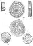 Spirillina limbata denticulata