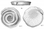 Spirillina limbata papillosa