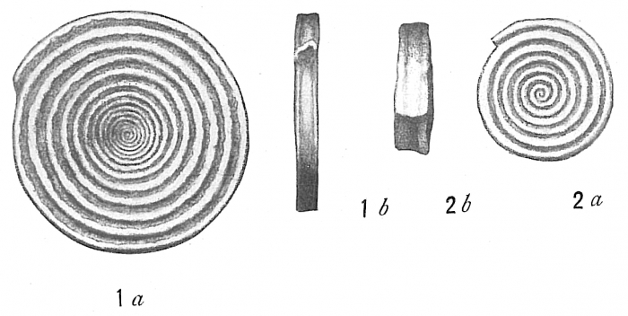 Spirillina limbata Spirillina limbata