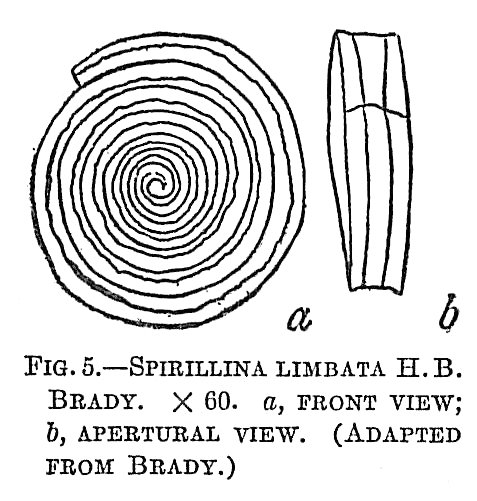 Spirillina limbata Spirillina limbata