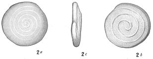 Spirillina operculoides, author: Cedhagen, Tomas