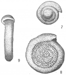 Spirillina tuberculata