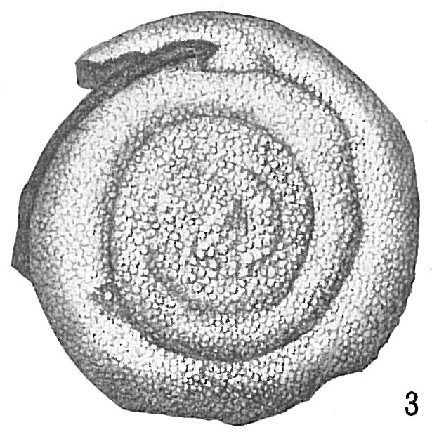 Spirillina tuberculata Spirillina tuberculata