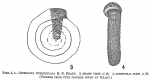 Spirillina tuberculata