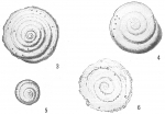 Spirillina vivipara revertens