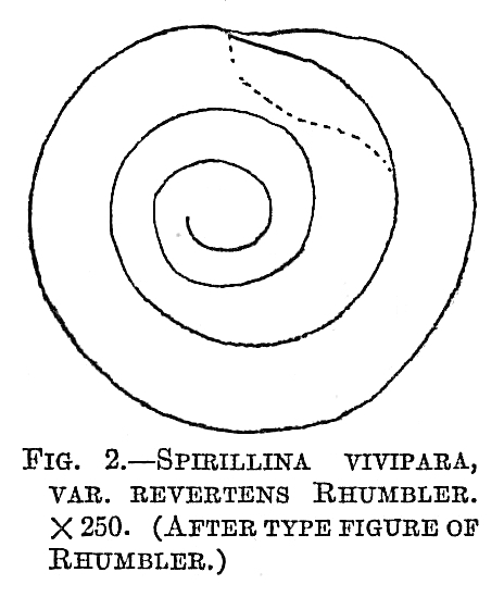 Spirillina vivipara Spirillina vivipara