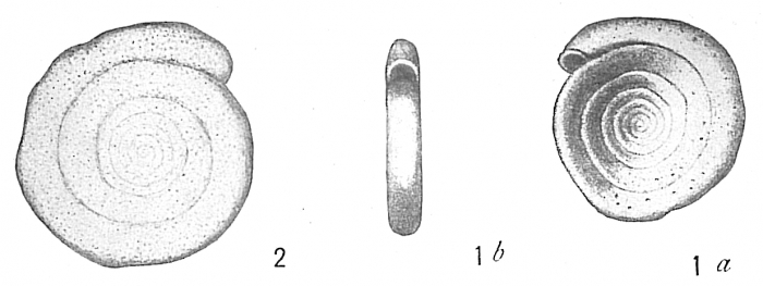 Spirillina vivipara Spirillina vivipara