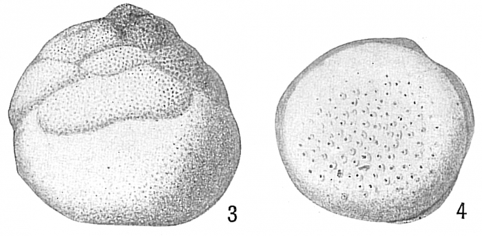 Tretomphalus bulloides Tretomphalus bulloides
