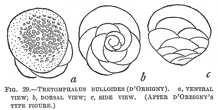 Tretomphalus bulloides Tretomphalus bulloides