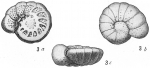 Truncatulina akneriana