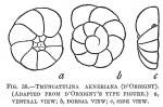 Truncatulina akneriana