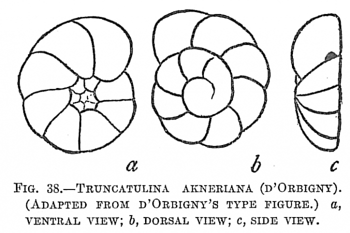 Truncatulina akneriana Truncatulina akneriana
