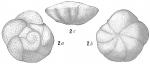 Truncatulina dutemplei