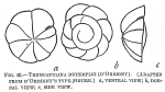 Truncatulina dutemplei