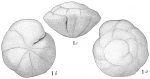 Truncatulina haidingerii