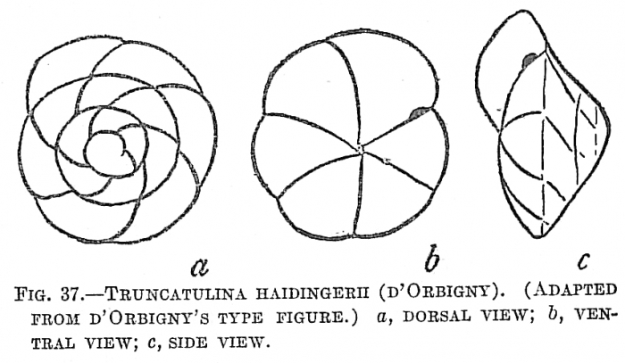 Truncatulina haidingerii Truncatulina haidingerii