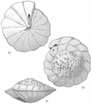 Truncatulina margaritifera