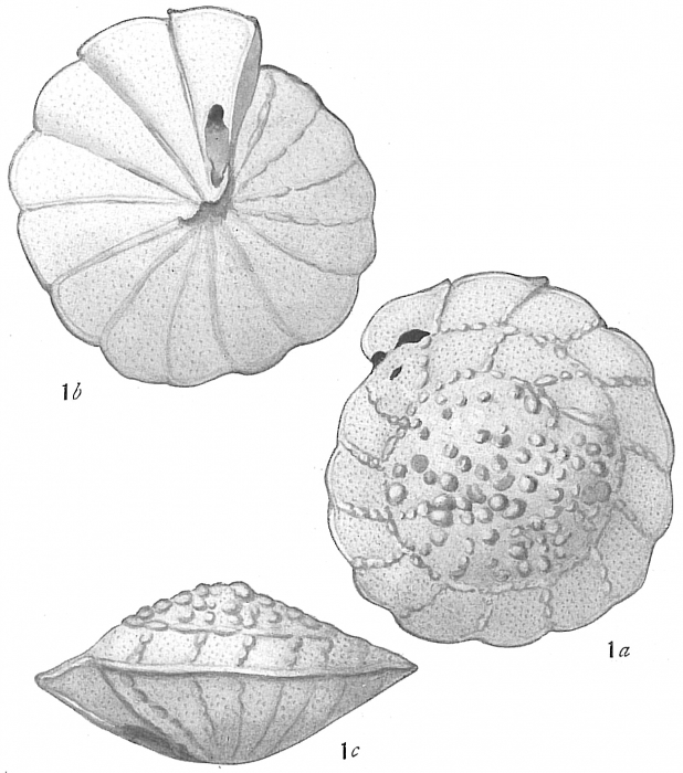 Truncatulina margaritifera Truncatulina margaritifera