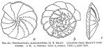 Truncatulina margaritifera