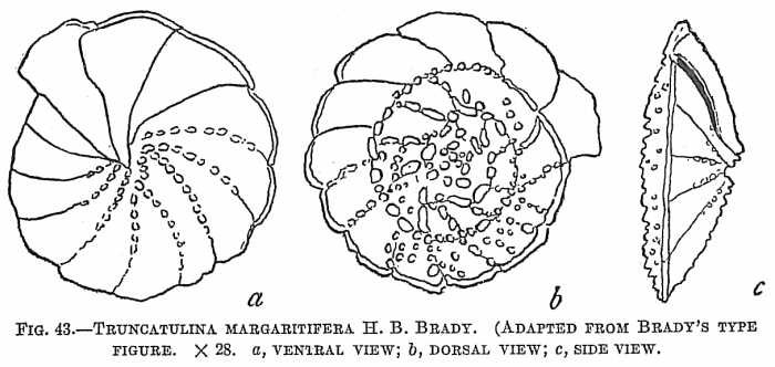Truncatulina margaritifera Truncatulina margaritifera