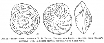 Truncatulina mundula, author: Cedhagen, Tomas