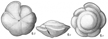 Truncatulina tenera, author: Cedhagen, Tomas