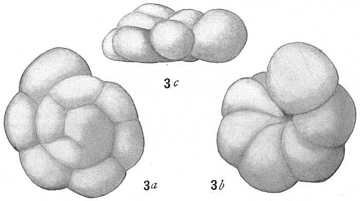 Truncatulina tumidula Truncatulina tumidula
