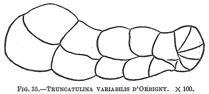 Truncatulina variabilis Truncatulina variabilis