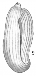 Adelosina laysanensis