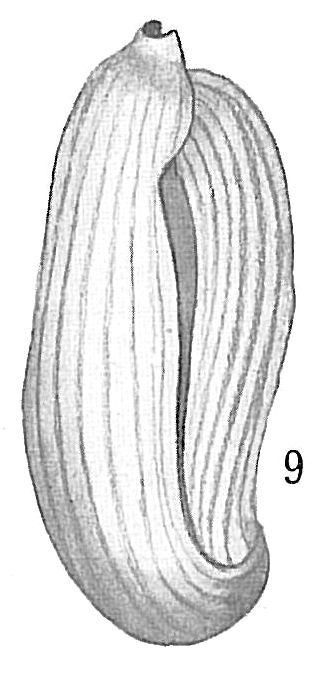Adelosina laysanensis Adelosina laysanensis
