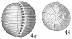 Alveolina melo sensu Cushman (1917) after Brady (1884)
