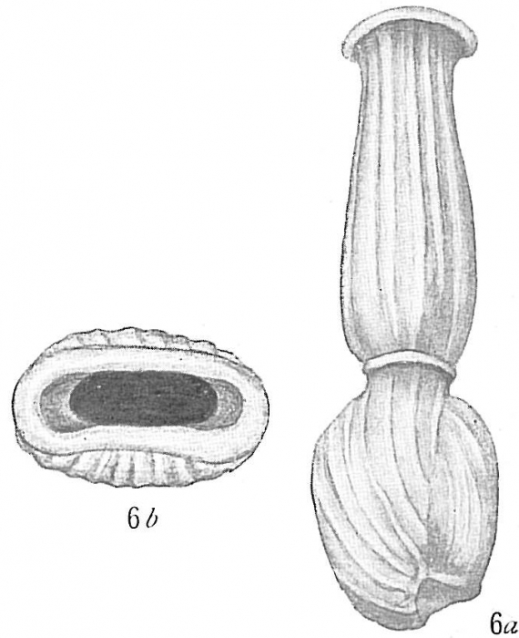 Articulina conicoarticulata sensu Cushman (1917) = Articulina pacifica Cushman, 1944 Articulina conicoarticulata sensu Cushman (1917) = Articulina pacifica Cushman, 1944