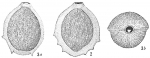 Biloculina comata serratula