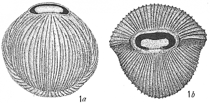 Biloculina comata Biloculina comata