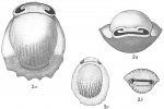 Biloculina denticulata striolata