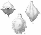 Biloculina flintii, author: Cedhagen, Tomas