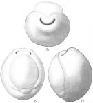 Biloculina globulus