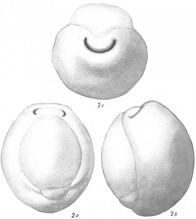 Biloculina globulus Biloculina globulus