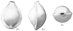 Biloculina lucernula