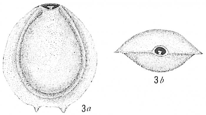 Biloculina murrhyna Biloculina murrhyna