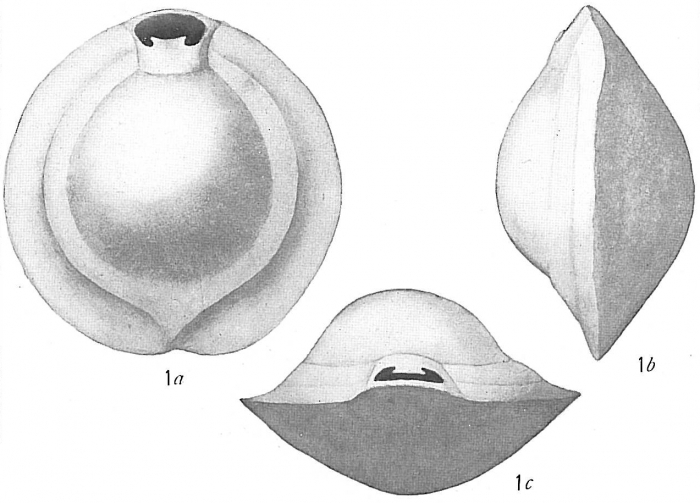 Biloculina murrhyna Biloculina murrhyna