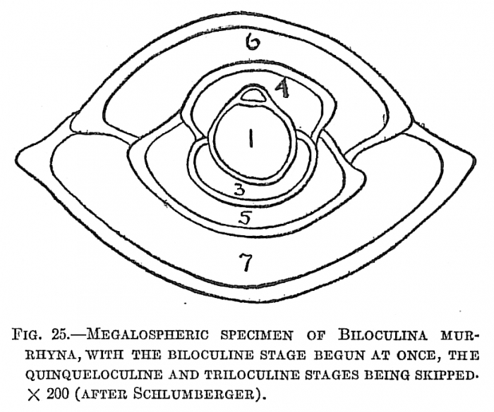 Biloculina murrhyna Biloculina murrhyna