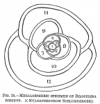 Biloculina ringens
