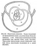 Biloculina ringens