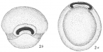 Biloculina sarsii