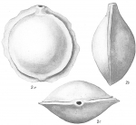 Biloculina serrata